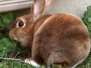 26th Apr 2013 - sooc bunny 