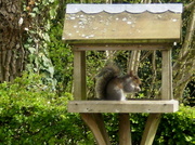 26th Apr 2013 - Hello squirrel .
