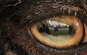 24th May 2012 - in the eye of the ram