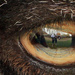 in the eye of the ram by gardencat
