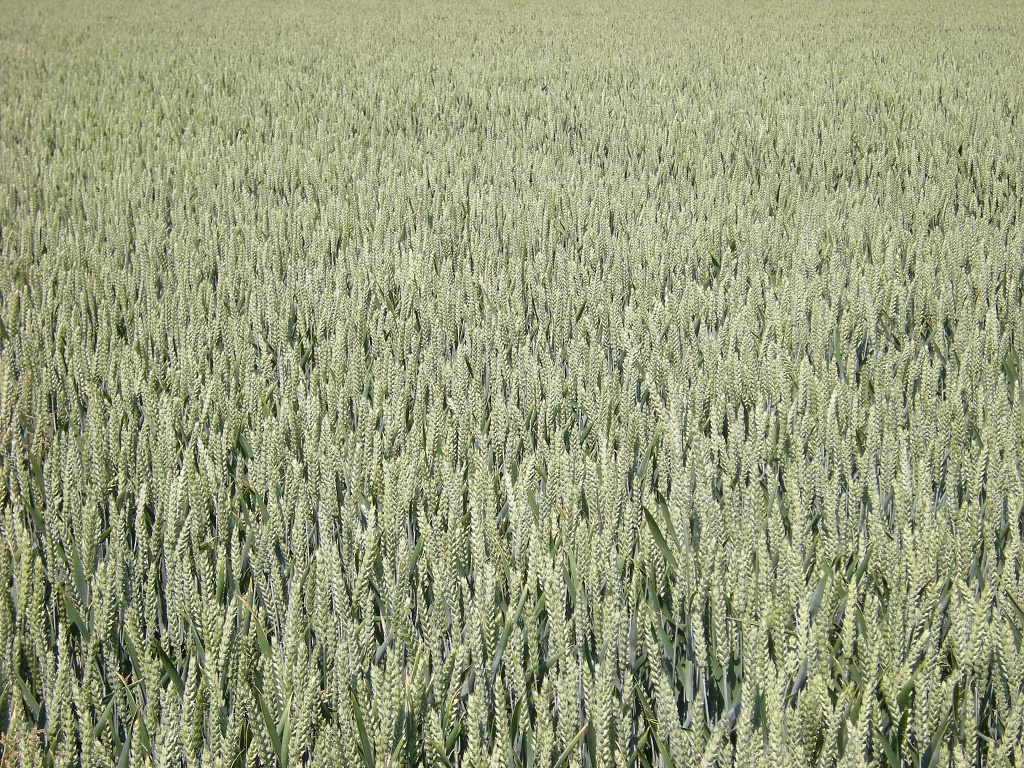 The colour wheat by pyrrhula