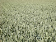 17th Aug 2010 - The colour wheat