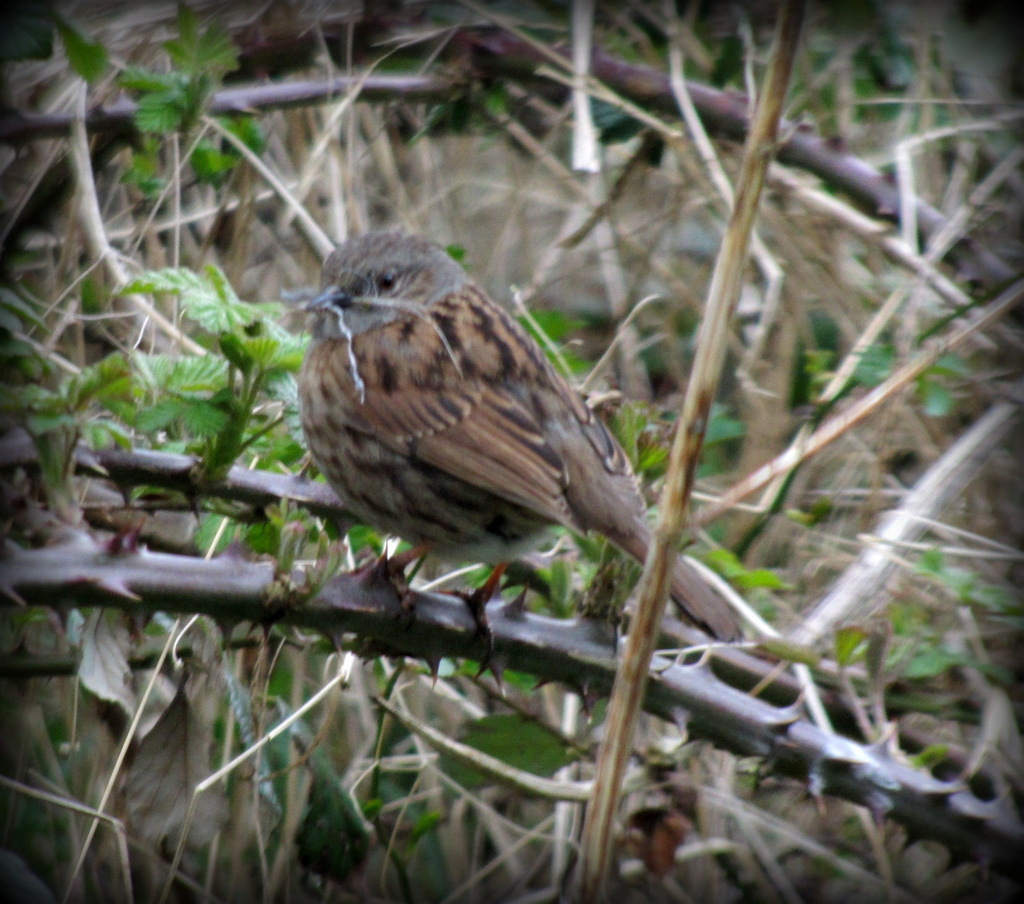 Dunnock? by busylady