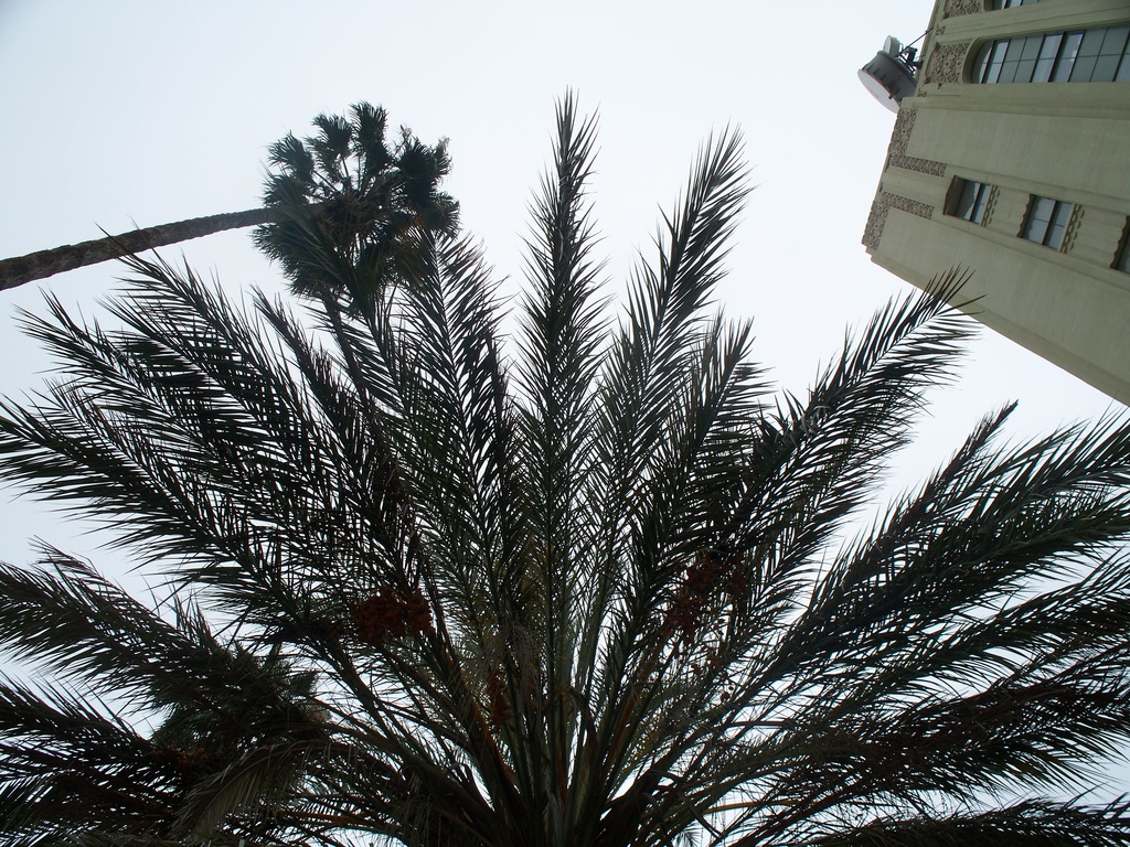 Foggy Palms by lisasutton