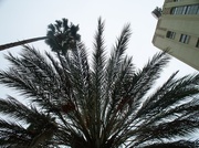 27th Apr 2013 - Foggy Palms