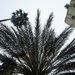 Foggy Palms by lisasutton