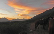 26th Apr 2013 - Horses at Sunset