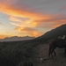 Horses at Sunset by salza