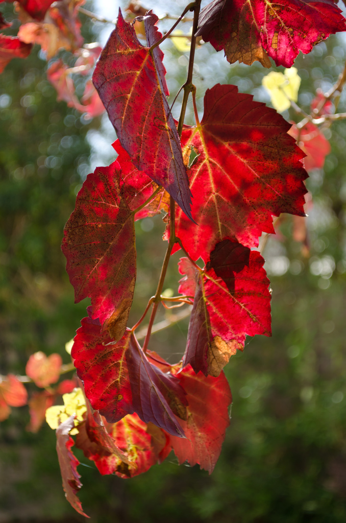 Autumn Colour by salza