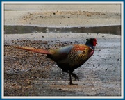 27th Apr 2013 - Phil Pheasant crossing the road