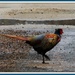 Phil Pheasant crossing the road by rosiekind