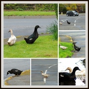 27th Apr 2013 - Why did the ducks cross the road