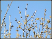 26th Apr 2013 - Spring is bursting out