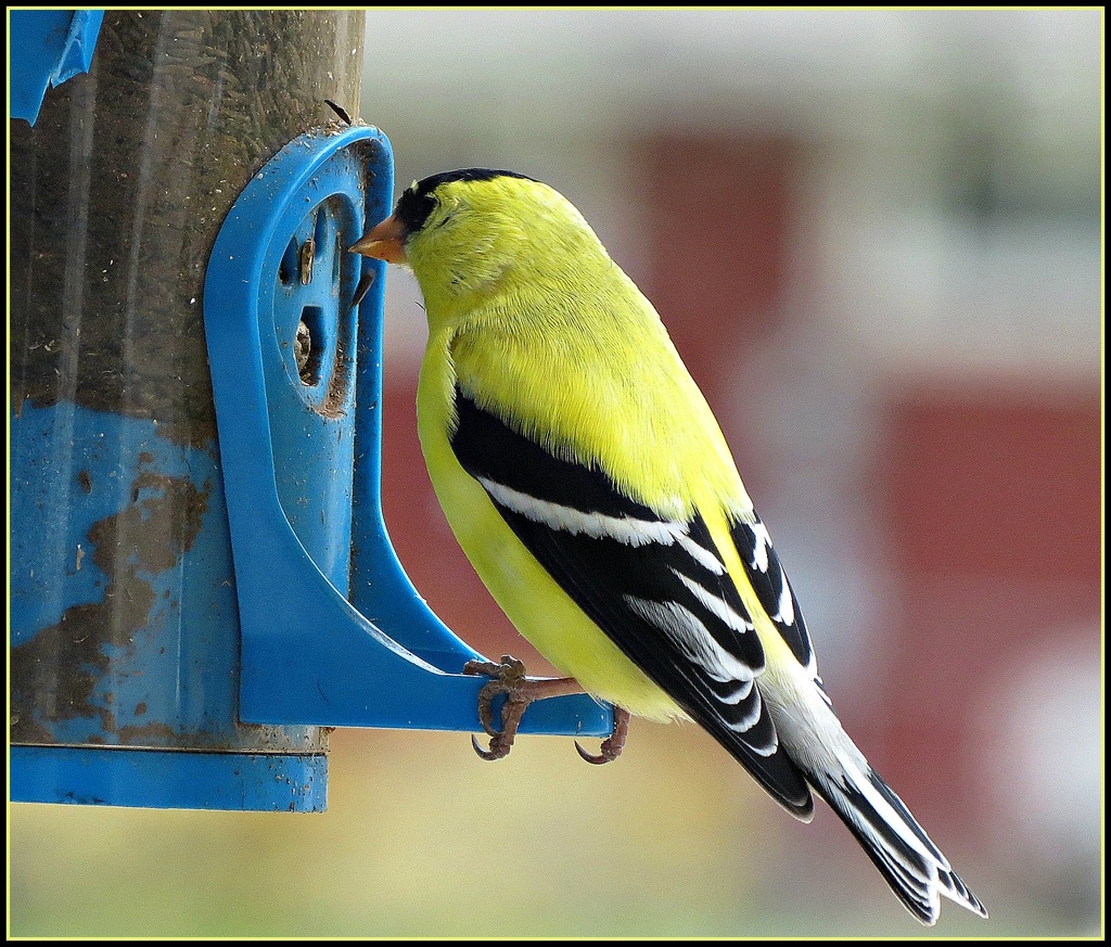 A Finch for Harvey by juliedduncan