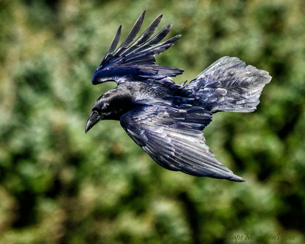 Raven or Is It a Crow? Flying by jgpittenger
