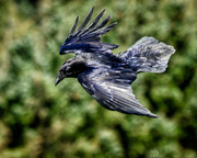 27th Apr 2013 - Raven or Is It a Crow? Flying