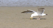 27th Apr 2013 - Gull Cracking Clam