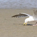 Gull Cracking Clam by jgpittenger