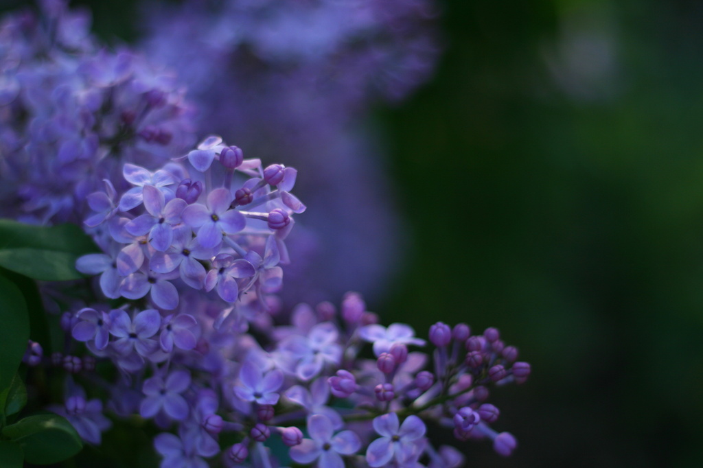 Lilacs by kerristephens