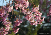 27th Apr 2013 - Cherry Blossoms
