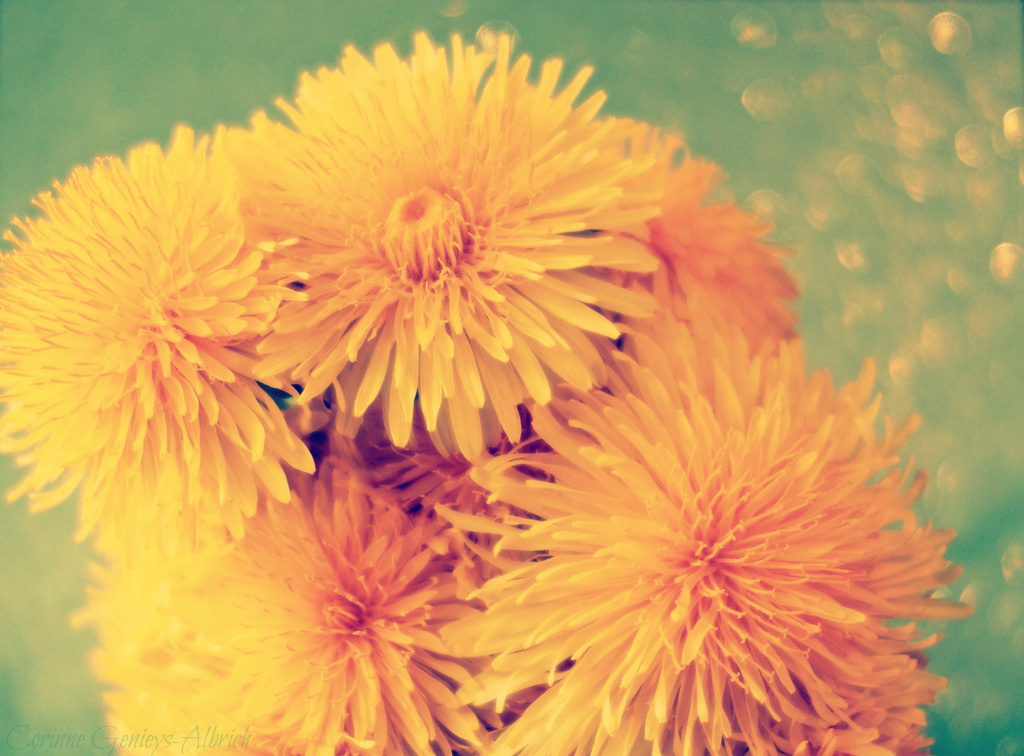 Yellow dandelion by cocobella