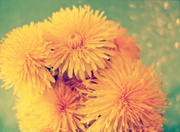 27th Apr 2013 - Yellow dandelion