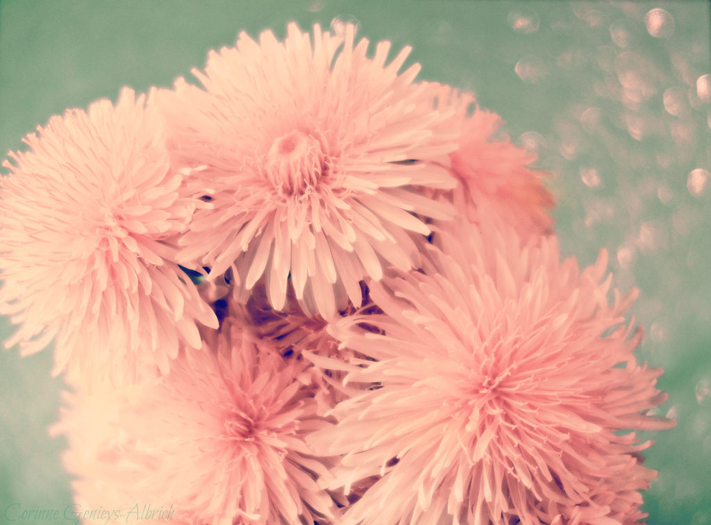 Pink dandelion by cocobella