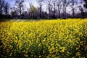 27th Apr 2013 - Field Of Yellow