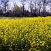Field Of Yellow by digitalrn