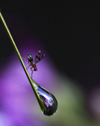 27th Apr 2013 - Water-of-life