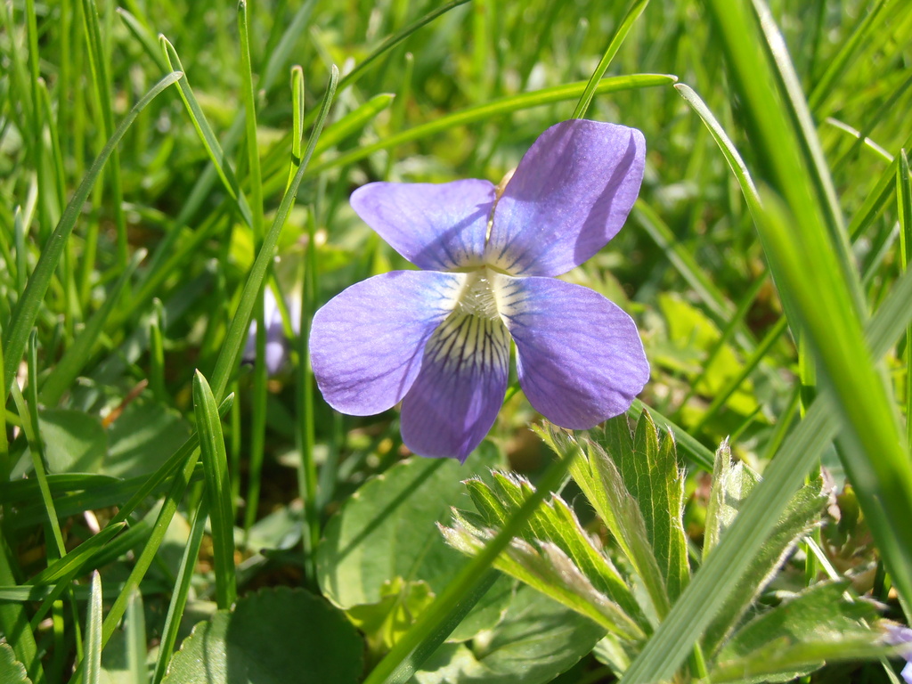 Little purple flower by julie