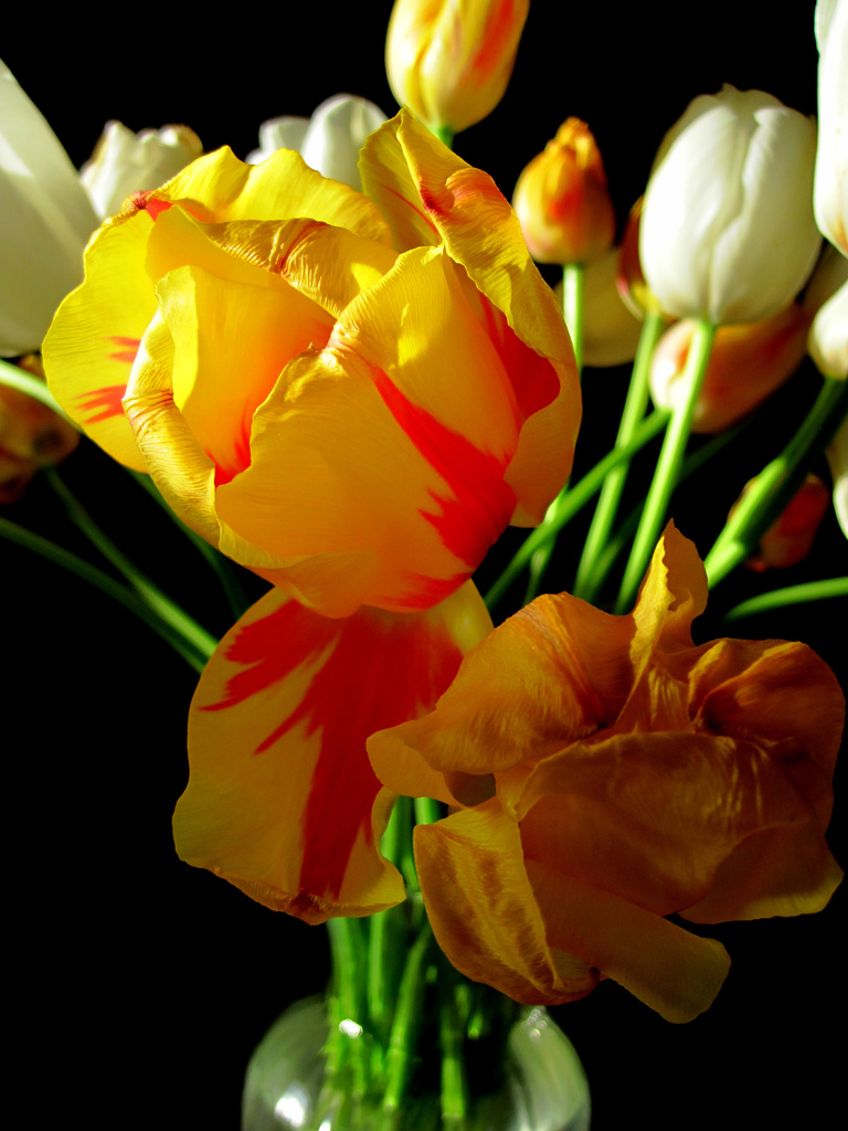 Tulips in the Morning Light by dakotakid35