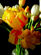 26th Apr 2013 - Tulips in the Morning Light