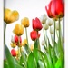 Swimming pool tulips by kwind