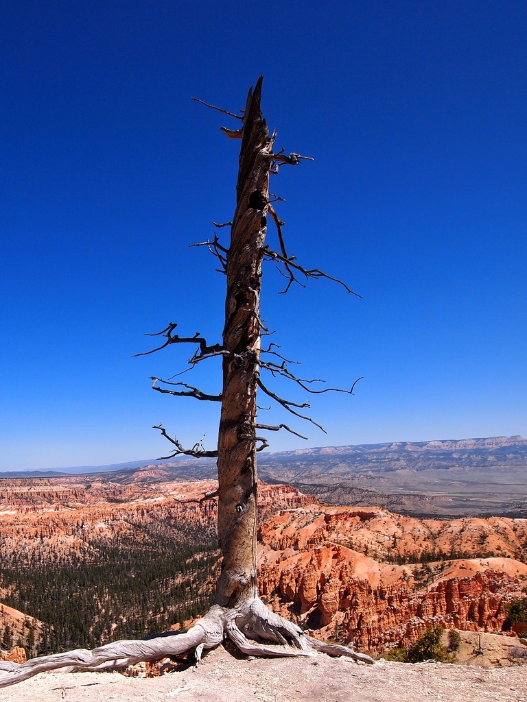 Extremely dead tree by peterdegraaff