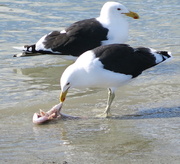 28th Apr 2013 - seagull