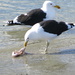 seagull by rustymonkey