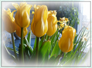 18th Apr 2013 - tulips fading