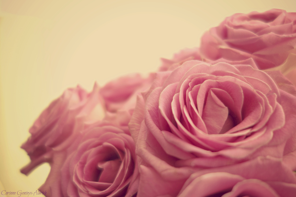 Pink roses by cocobella