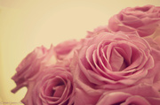28th Apr 2013 - Pink roses