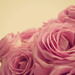 Pink roses by cocobella