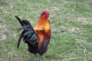 27th Apr 2013 - Flame, the rooster