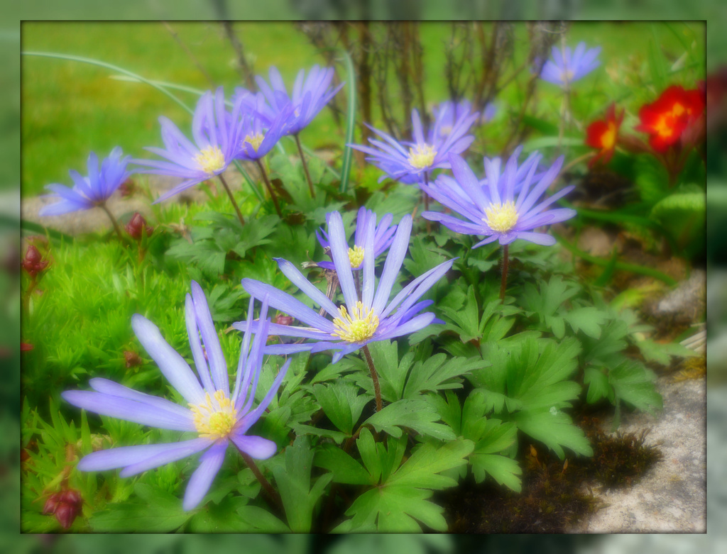 colour spring anemones by sarah19