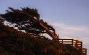 28th Apr 2013 - WIndblown Tree at Holman Overlook 