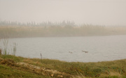 28th Apr 2013 - Ducks in the Mist