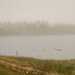 Ducks in the Mist by salza