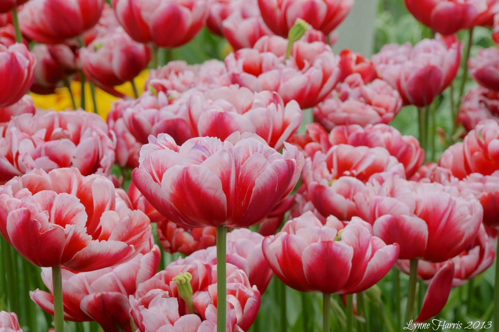 Tulips by lynne5477