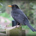 Blackbird by busylady