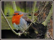 28th Apr 2013 - Podgy little robin