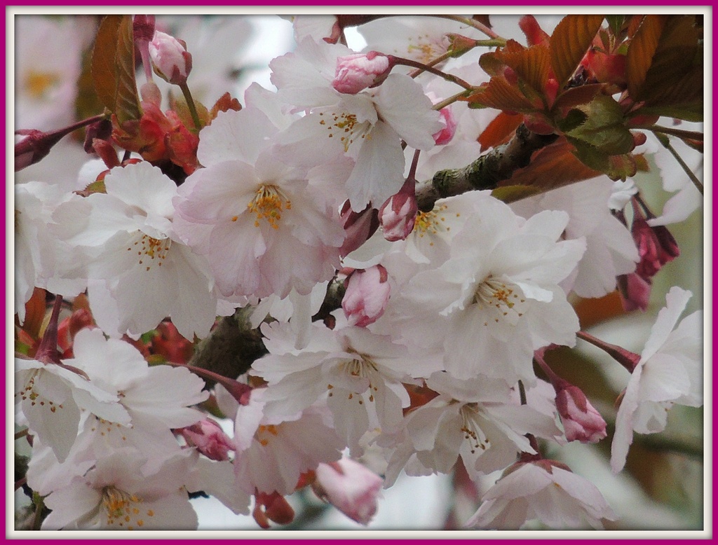 Cherry Blossom by rosiekind